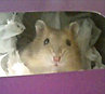 ham_06102501.jpg