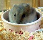 ham_061026_01.jpg